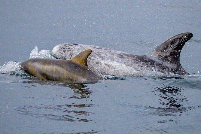 Sunset Whale Watch Tour in Monterey - Who Should Book This Tour?