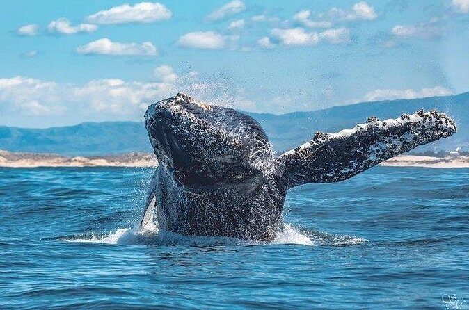 Sunset Whale Watch Tour in Monterey - Final Thoughts