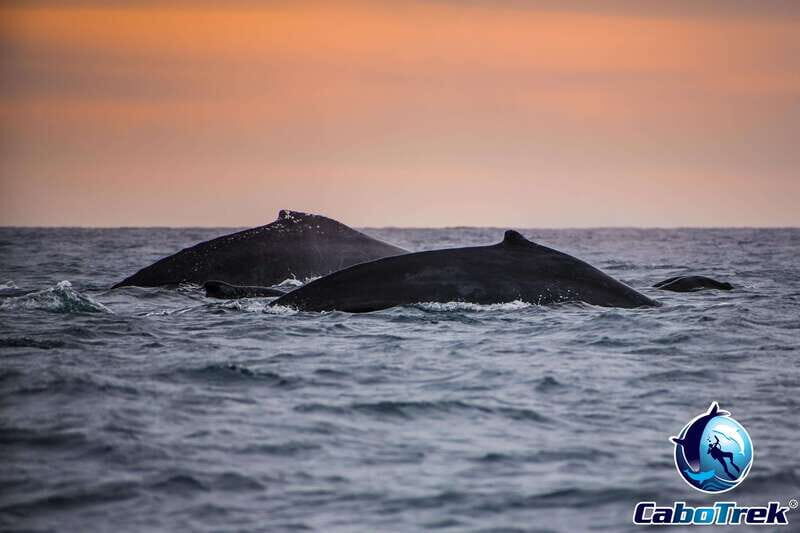Sunset Whale Watching Cruise in Cabo San Lucas - Key Points
