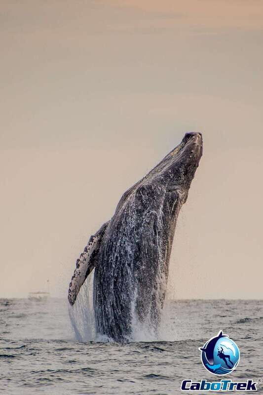 Sunset Whale Watching Cruise in Cabo San Lucas - A Detailed Look at the Sunset Whale Watching Cruise in Cabo San Lucas