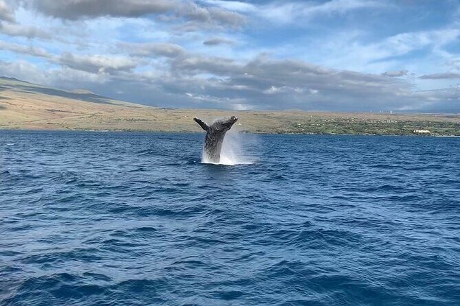 Sunset Whale Watching Shared Activity - A Close Encounter with Hawaii’s Giants: Sunset Whale Watching on the Big Island