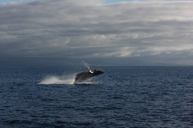 Sunset Whale Watching Shared Activity - An In-Depth Look at the Sunset Whale Watching Tour