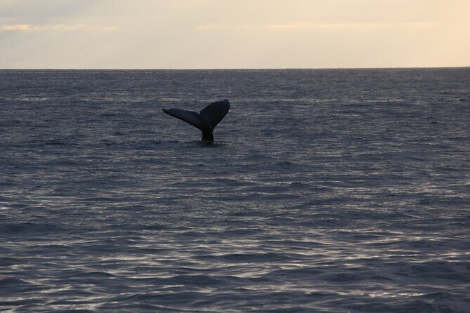 Sunset Whale Watching Shared Activity - FAQs