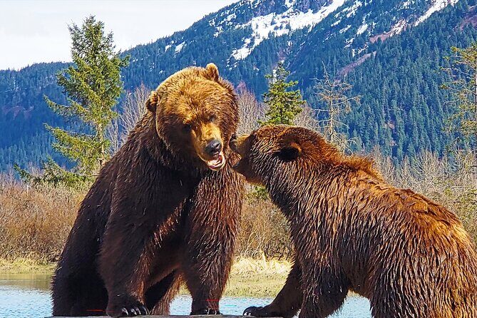 Sunset Wilderness Wildlife and Glacier Experience - Sunset Wilderness Wildlife and Glacier Experience: A Guide to Alaska’s Natural Wonders