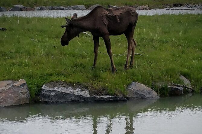 Sunset Wilderness Wildlife and Glacier Experience - The Sum Up: Is It Right for You?