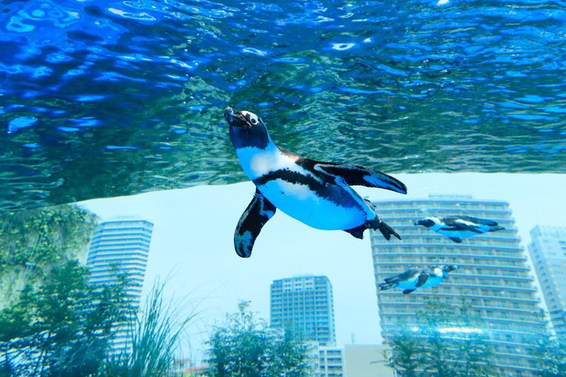 Sunshine Aquarium and SKY CIRCUS Sunshine 60 Observatory Ticket - The highlights at a glance