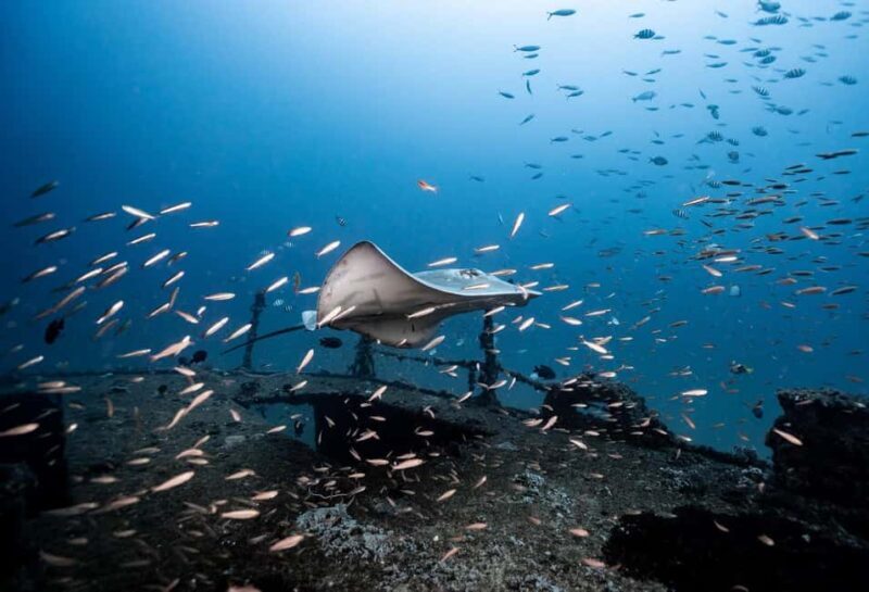 Sunshine Coast: Scuba Dive the Ex-HMAS Brisbane Ship Wreck - Key Points