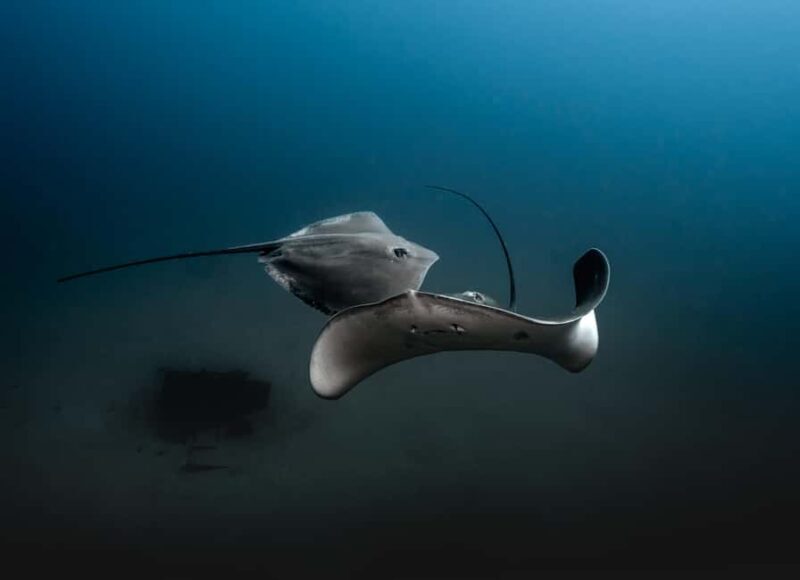 Sunshine Coast: Scuba Dive the Ex-HMAS Brisbane Ship Wreck - Frequently Asked Questions