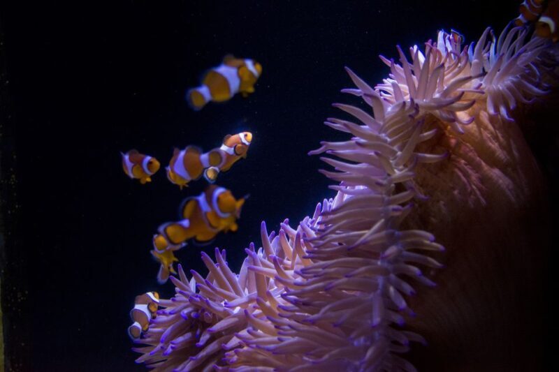 Sunshine Coast: SEA LIFE Sunshine Coast Entry Ticket - An In-Depth Look at SEA LIFE Sunshine Coast