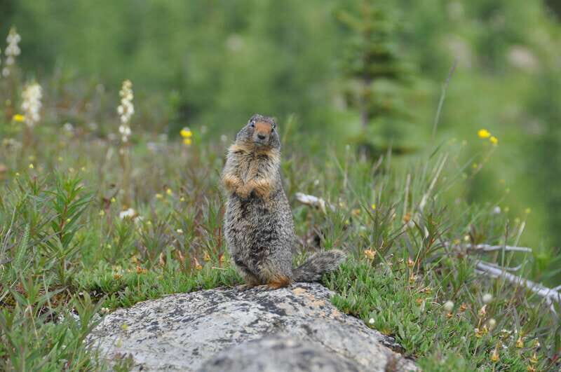 Sunshine Meadows Daily Guided Hike with Gondola - Key Points