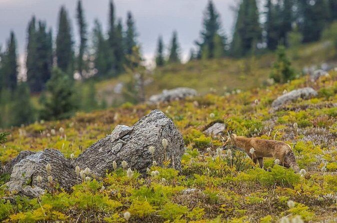 Sunshine Meadows Vistas - Guided Hike (Easy) - The Price and Overall Value