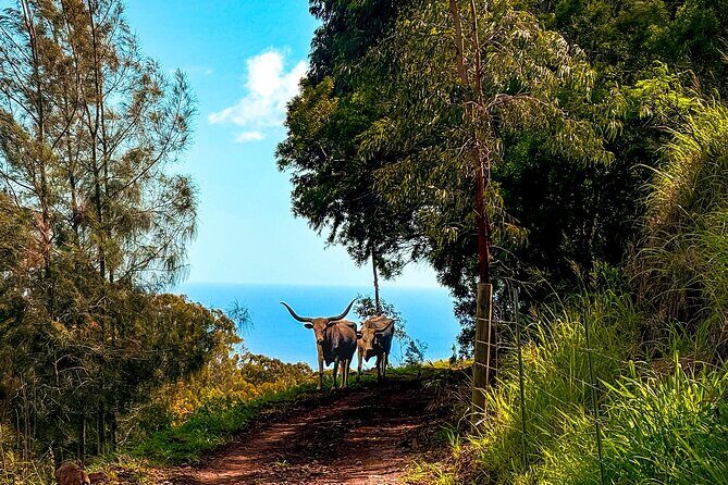 Sunshine Mountain Vista Horseback Trail Ride on Oahu - Potential Drawbacks and Considerations