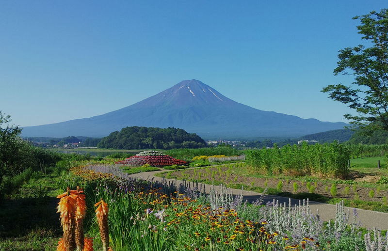 Suntory Whisky Museum & Forest Distillery Day Trip | Mt. Fuji New Arakurayama Sengen Park x Lake Kawaguchi Oishi Park x Departure from Tokyo - Practical details before you book
