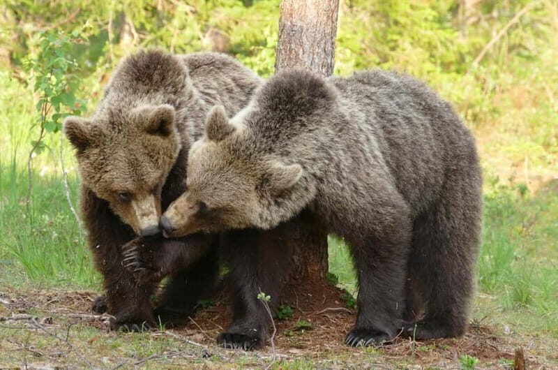 Suomussalmi, Finland: Bear Watching and photography night - Practical Details and Comfort