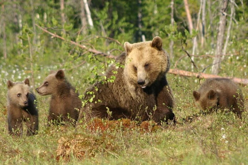 Suomussalmi, Finland: Bear Watching and photography night - The Morning After