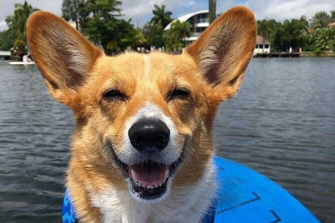 SUP PUP Paddleboard Tour - FAQ