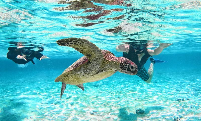 SUP & Sea Turtle Snorkeling (Miyako Island) - Who should book this tour