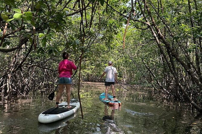 SUP Tour in Mangrove Forest of Koh Rong Sanloem - Experience the Calm and Wonder of Koh Rong Sanloem’s Mangroves