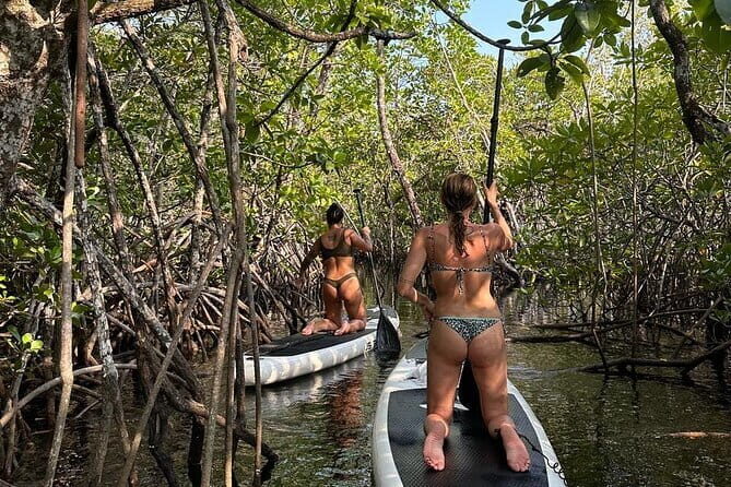 SUP Tour in Mangrove Forest of Koh Rong Sanloem - Key Points