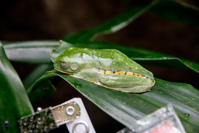 Super Combo Tour: Waterfalls Gardens + Coffee Tour + Poás Volcano - Exploring Costa Rica’s Natural Wonders: Waterfalls, Volcanoes, and Coffee