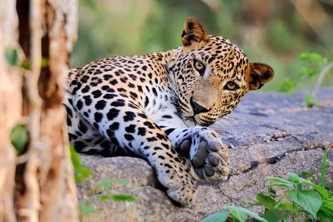 Super Luxury Jeep Safari at Yala National Park - Highlighting the Unique Charm of the Super Luxury Jeep Safari at Yala National Park