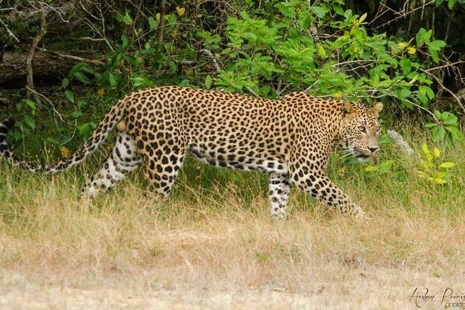 Super Luxury Jeep Safari at Yala National Park - FAQ