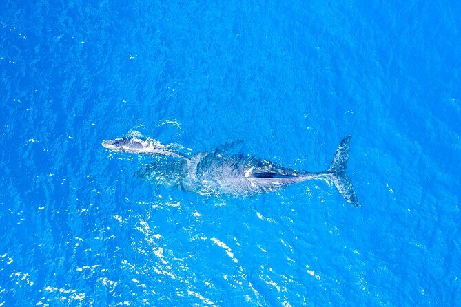 Super Raft - Private Charter Maui 3 Hour Snorkel to Coral Gardens or Molokini - Analyzing the Cost and Overall Value