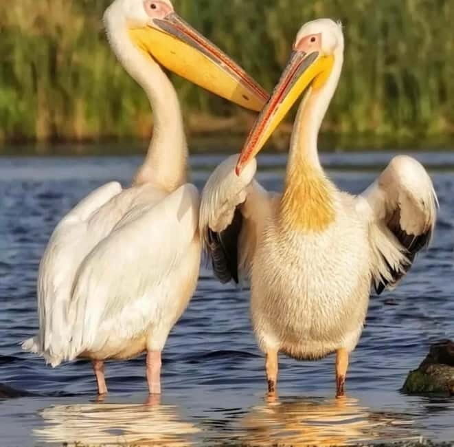 SUPER TOUR: Day Trip to Danube Delta - An In-Depth Look at the Danube Delta Day Trip