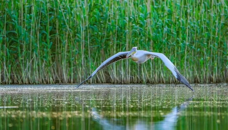 SUPER TOUR: Day Trip to Danube Delta - What Makes This Tour Stand Out?