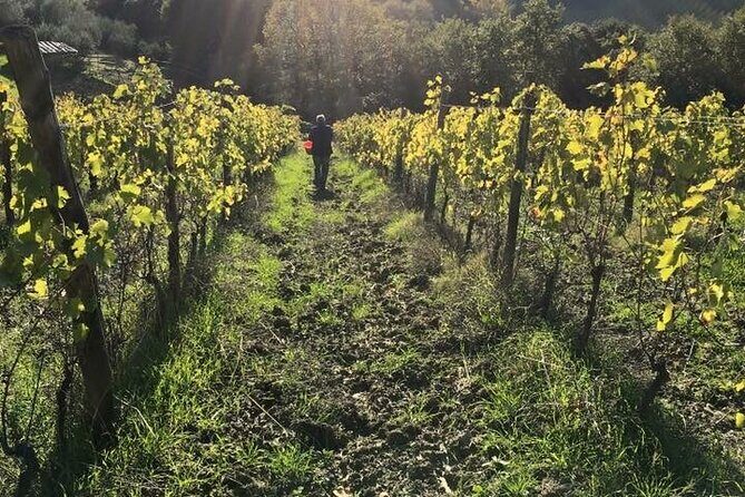 Super Tuscan & IGT wines, Evo Oil & Balsamic Vinegar Tasting - The Sum Up