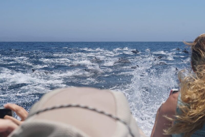 Superior 2hr Private Whale & Dolphin Watching Newport Beach - Key Points
