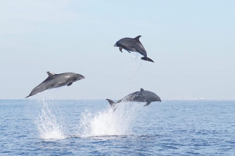 Superior 2hr Private Whale & Dolphin Watching Newport Beach - A Deep Dive into the Newport Beach Whale & Dolphin Tour