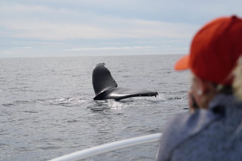 Superior 2hr Private Whale & Dolphin Watching Newport Beach - FAQ