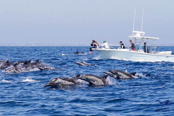 Supreme 2hr Whale/Dolphin Watching Newport Beach, 6 person max - Who Is This Tour Best For?