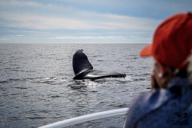 Supreme 2hr Whale/Dolphin Watching Newport Beach, 6 person max - The Bottom Line