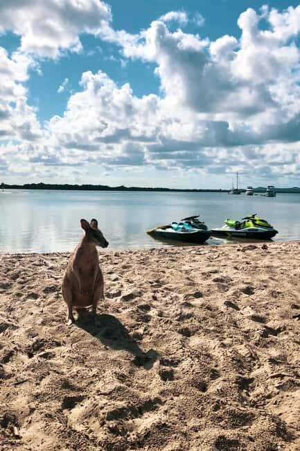 Surfers Paradise: 2 Hour Tropical Island Jet Ski Tour - Key Points