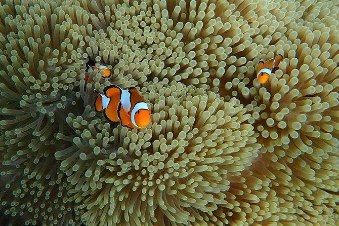 Surin Islands 3 Days 2 Nights Trip from Phuket - The Sum Up