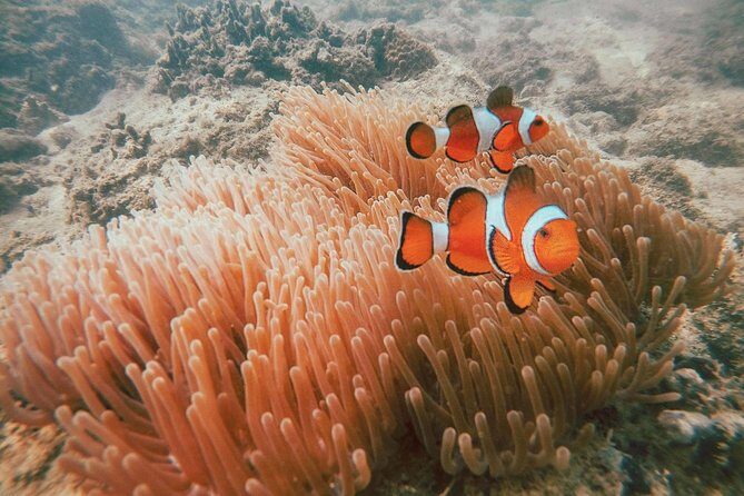 Surin Islands Snorkel Tour by SeaStar Andaman from Phuket - The Sum Up