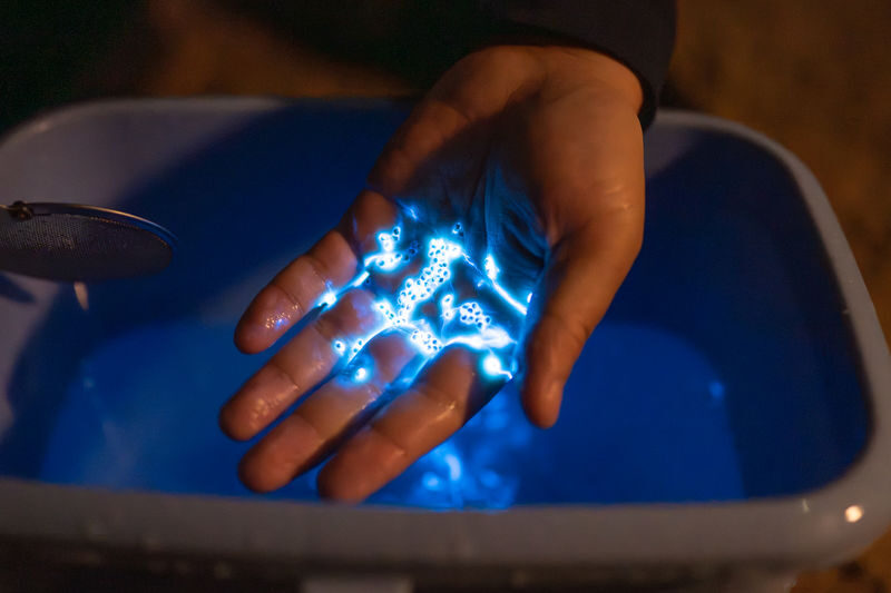 Surreal Marine Bioluminescent Night Experience in Okayama - A blue flash in the dark at Tamano