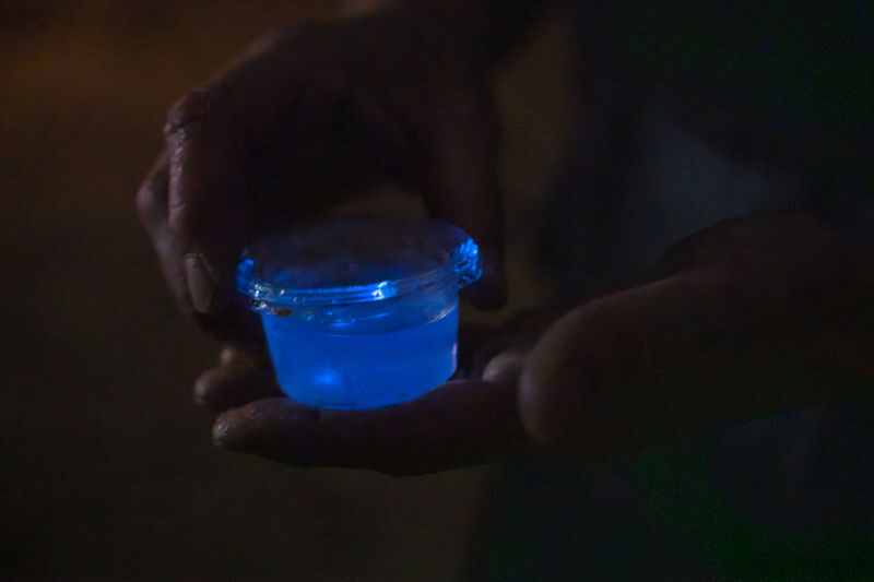 Surreal Marine Bioluminescent Night Experience in Okayama - Getting photographs without missing the moment