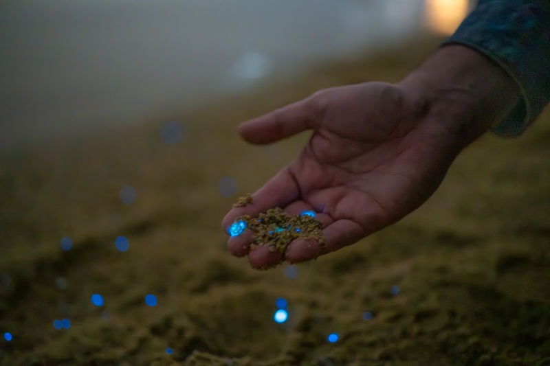 Surreal Marine Bioluminescent Night Experience in Okayama - Is $50.45 good value?