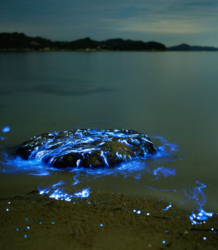 Surreal Marine Bioluminescent Night Experience in Okayama - Who will enjoy this night outing