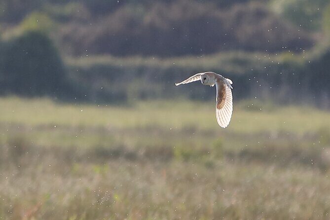 Sussex Birdwatching Private Guided Day Tour - An In-Depth Look at the Sussex Birdwatching Tour
