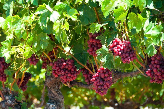 Swan Valley Wine Discovery: Private Tour from Perth - Exploring the Swan Valley Wine Discovery Tour