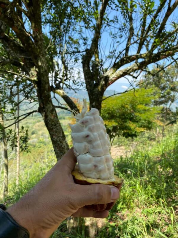 Swetness and Smoothness of "Tour" Chocolate - Exploring Colombia’s Cocoa Through Land Shark Travel