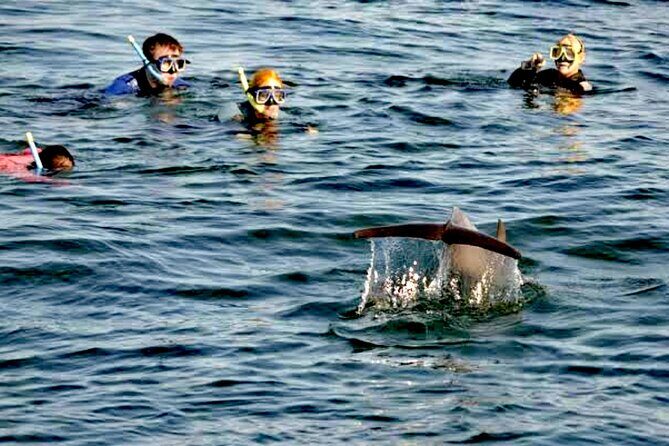 Swim and Paddle Board with Wild Dolphin Pods in Puerto Vallarta - Summary of the Experience