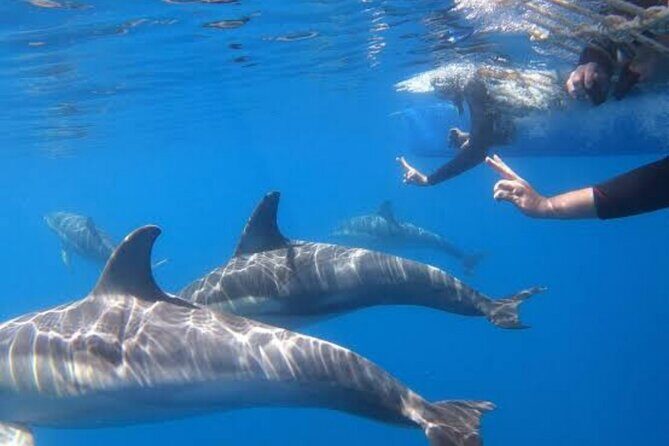 Swim and Paddle Board with Wild Dolphin Pods in Puerto Vallarta - Final Thoughts