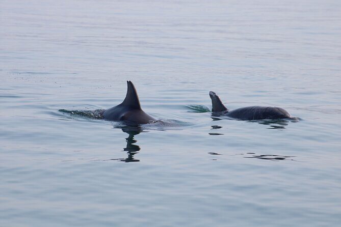Swim and Paddle Board with Wild Dolphin Pods in Puerto Vallarta - FAQ