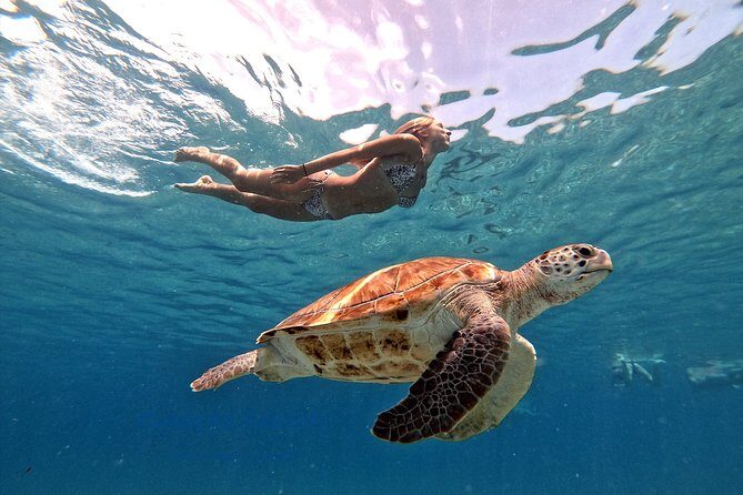 Swim and Snorkel with Sea Turtles - A Detailed Look at the Curacao Turtle Snorkeling Tour