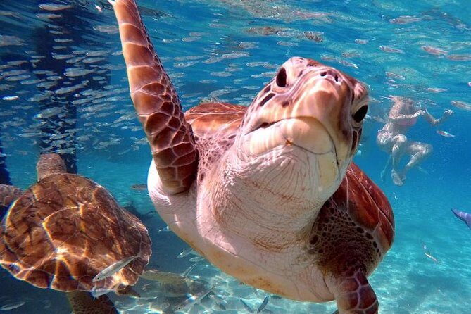 Swim and Snorkel with Sea Turtles - Final Thoughts: Is This the Right Tour for You?